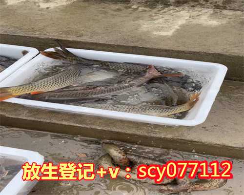 福州一元放生群，福州放生蛇类的功德，福州大青鱼为什么要放生