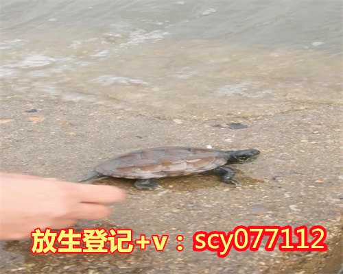上海适合放生乌龟的地方是哪里，上海