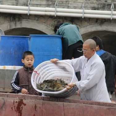 为家人放生最简单回向文，上海放生鲤鱼 放生后的巨大感应