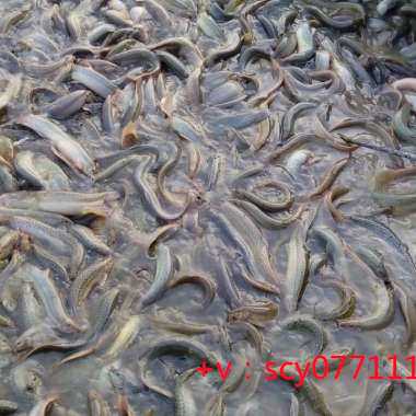 武汉东湖放生，养殖大甲鱼放生能活吗