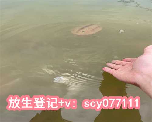 天津海河放生，巴西龟放到寺庙放生池