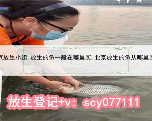 北京放生小组,放生的鱼一般在哪里买,北京放生的鱼从哪里买到