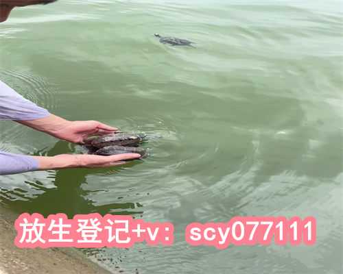南京放生湖，什么日子可以放生乌龟